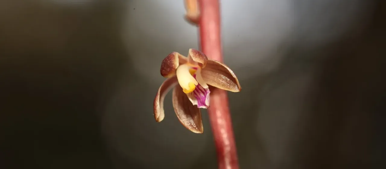 Hexalectris nitida