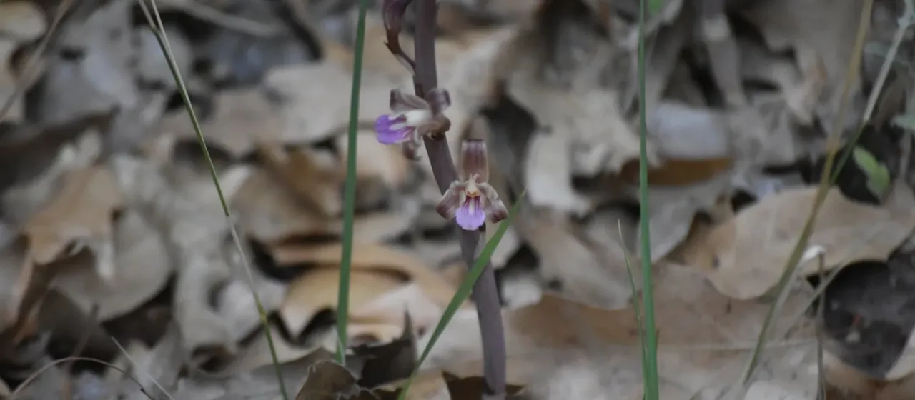 Hexalectris revoluta