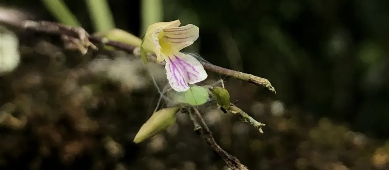 Ionopsis satyrioides