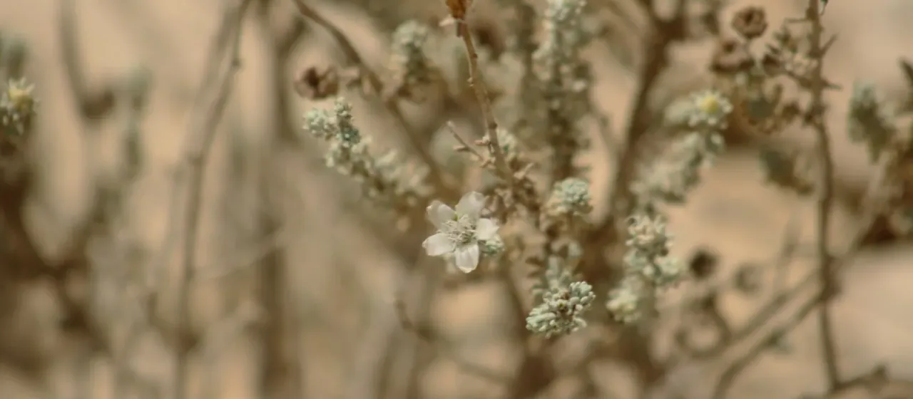Reaumuria negevensis