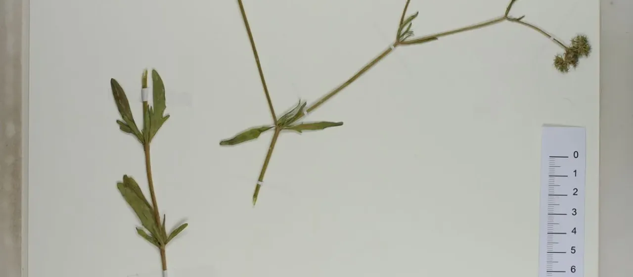 Finger-leaf cornsalad