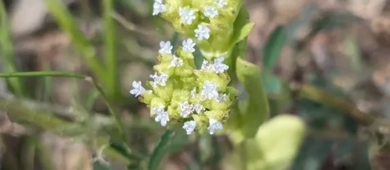 Valerianella orientalis