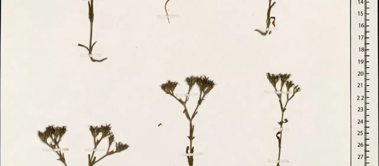 Valerianella sclerocarpa