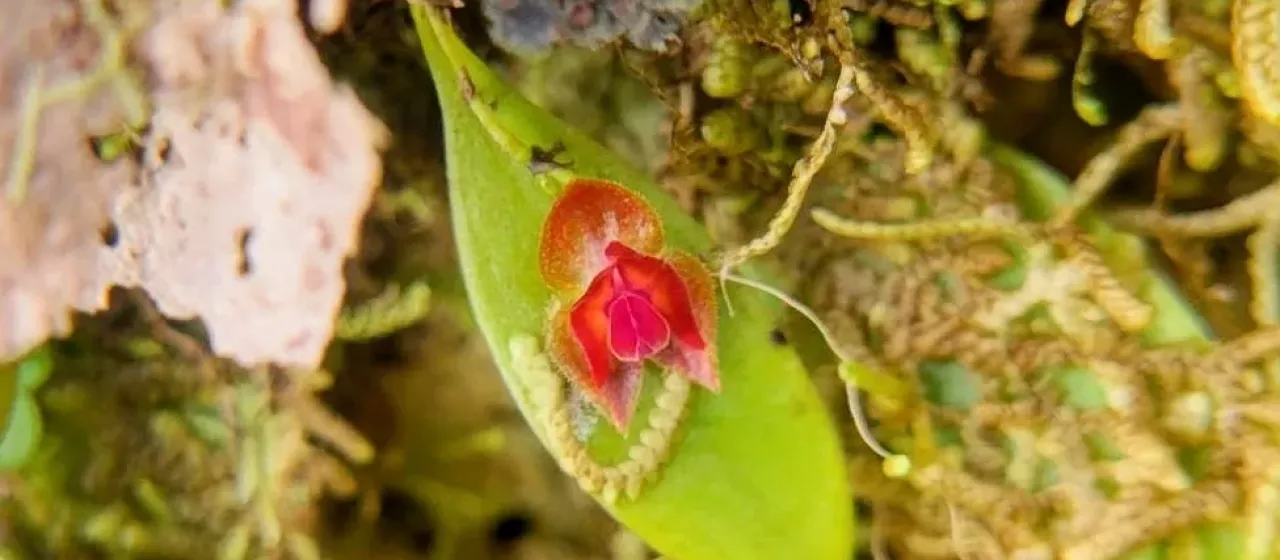 Lepanthes caritensis