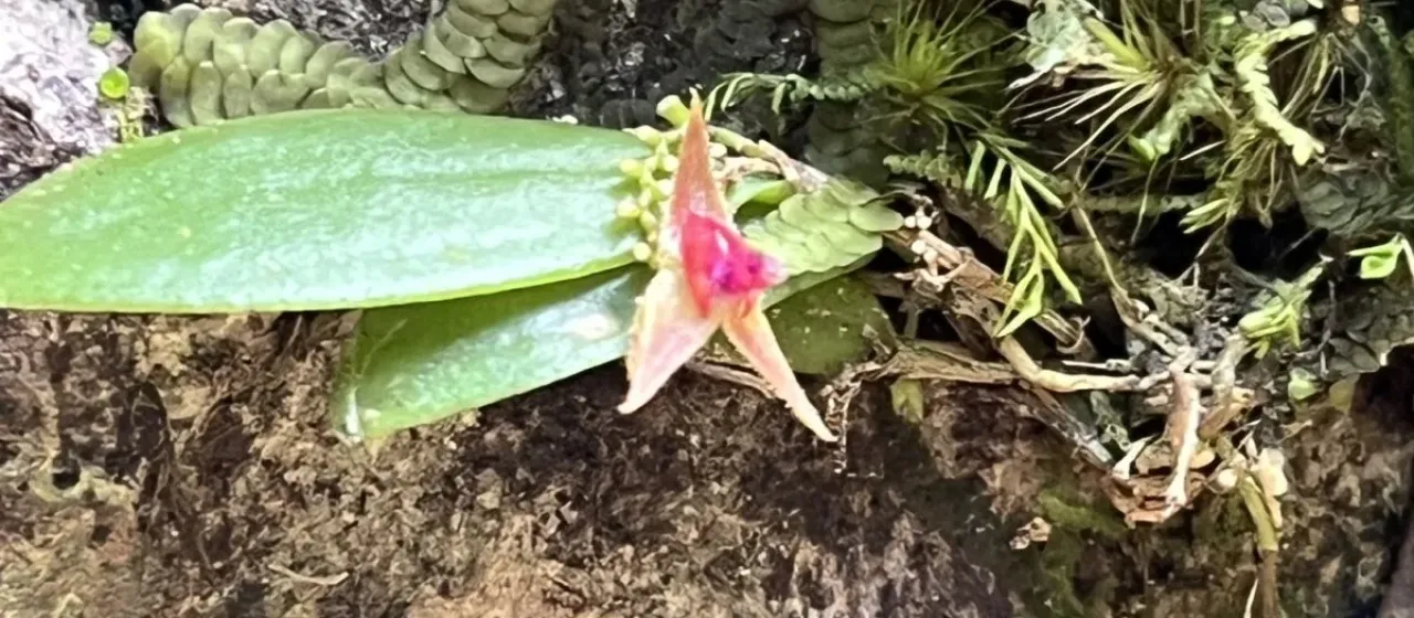 Lepanthes eltoroensis