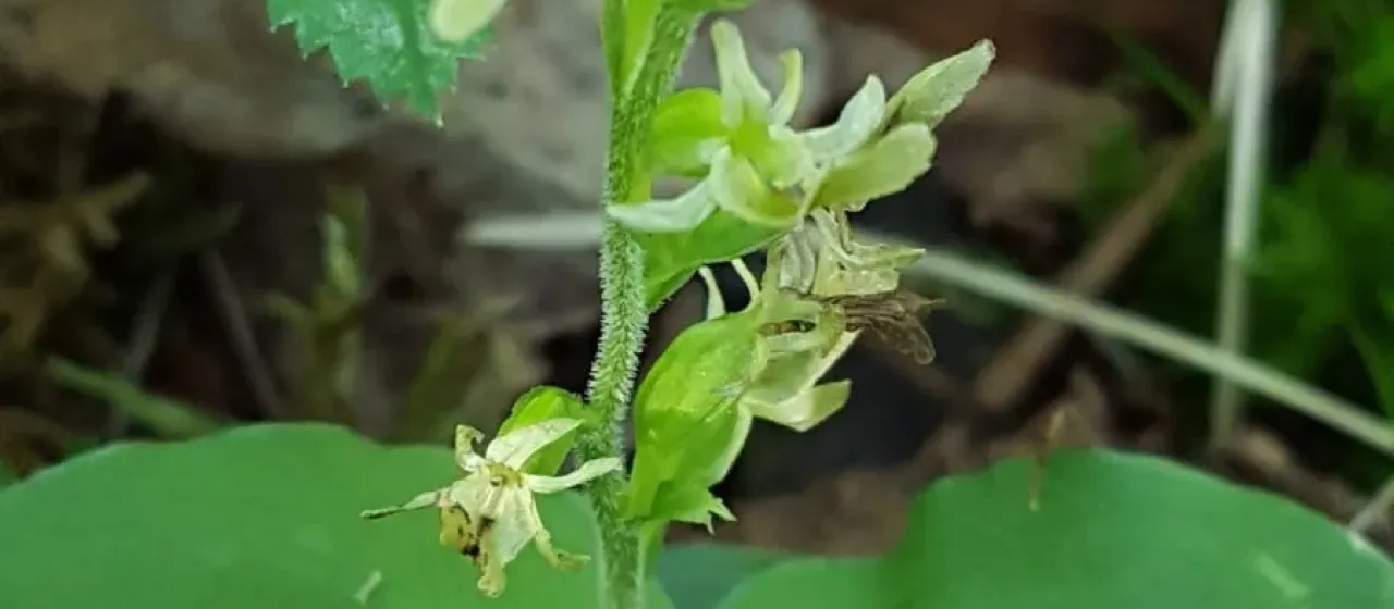 Neottia auriculata