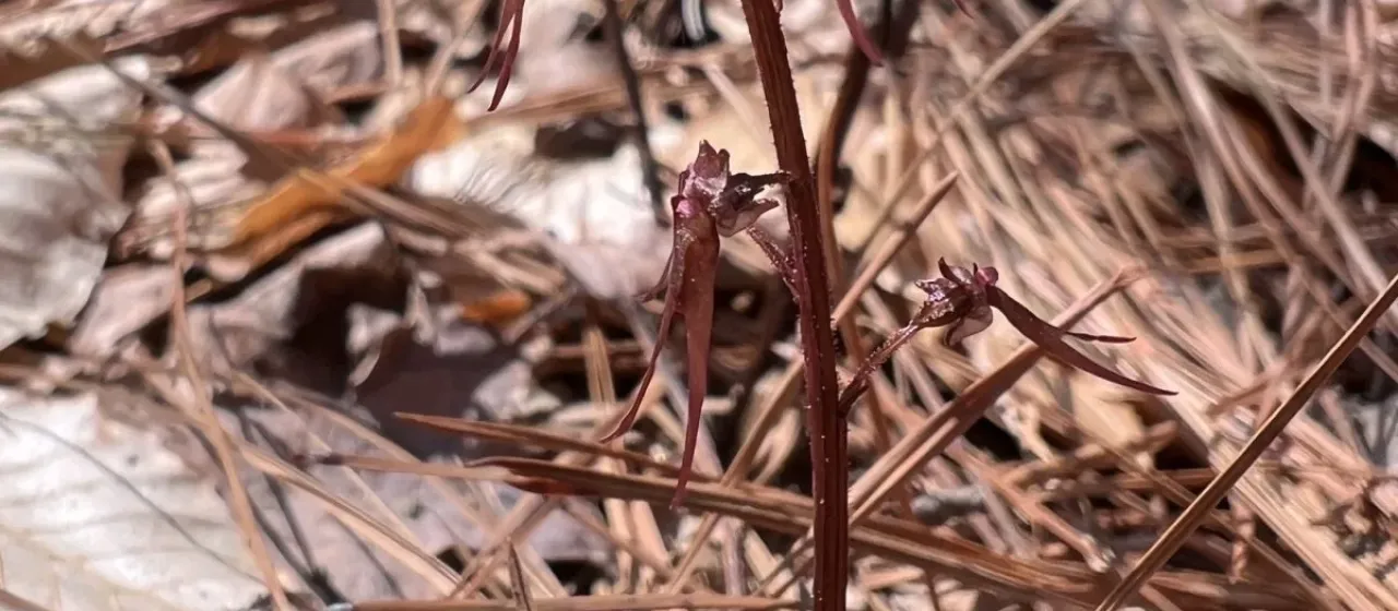 Two-leaved bird's-nest orchid