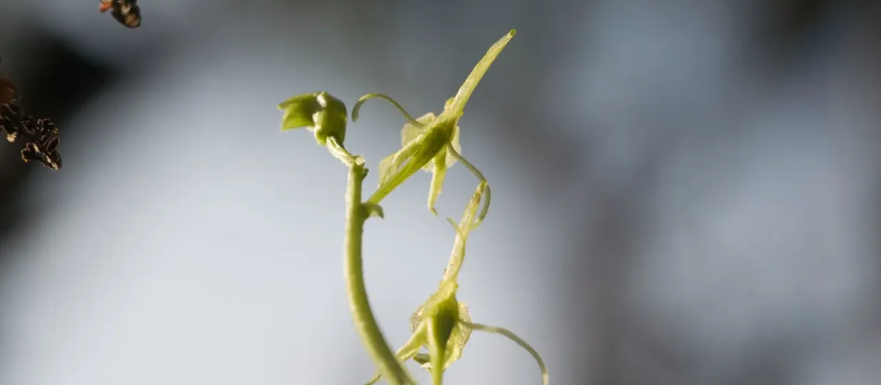Liparis hawaiensis