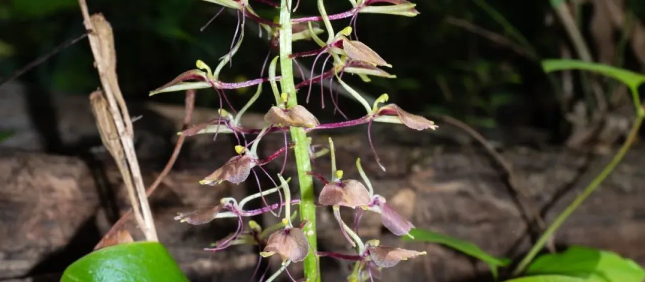 Large twayblade