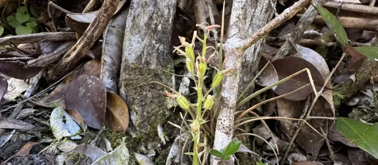 Liparis saundersiana