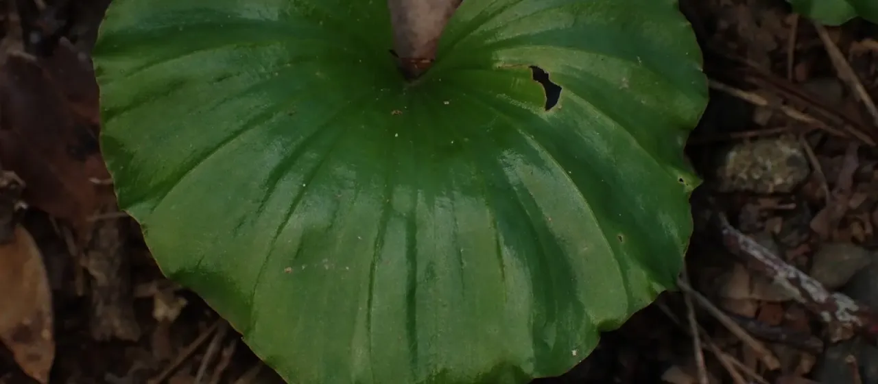 Nervilia concolor