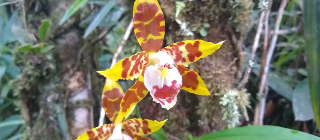 Oncidium spectatissimum