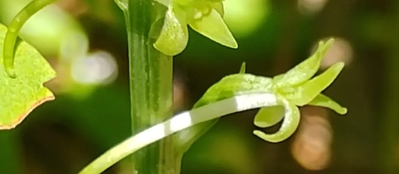 Elongate butterfly orchid