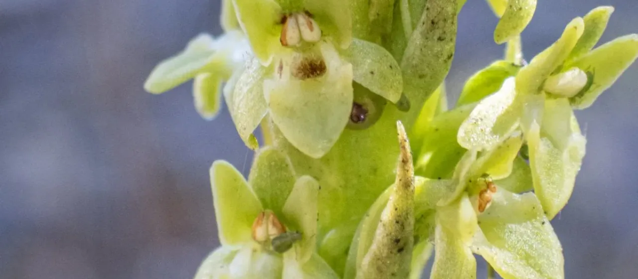 Platanthera michaelii