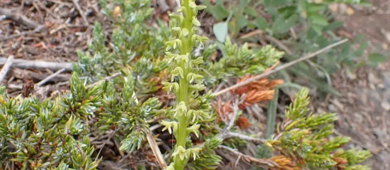 Platanthera unalascensis