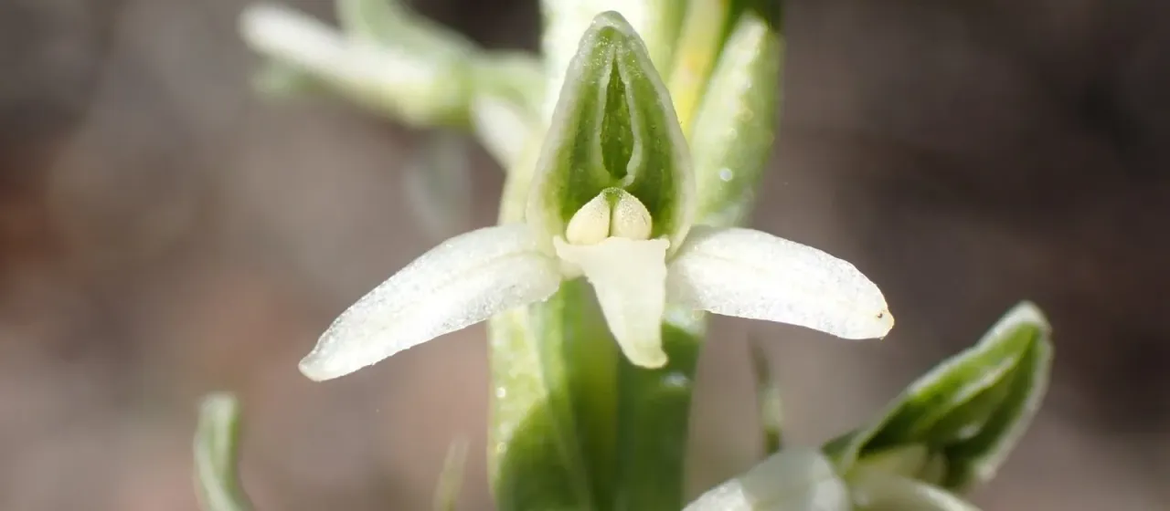 Yadon's rein orchid