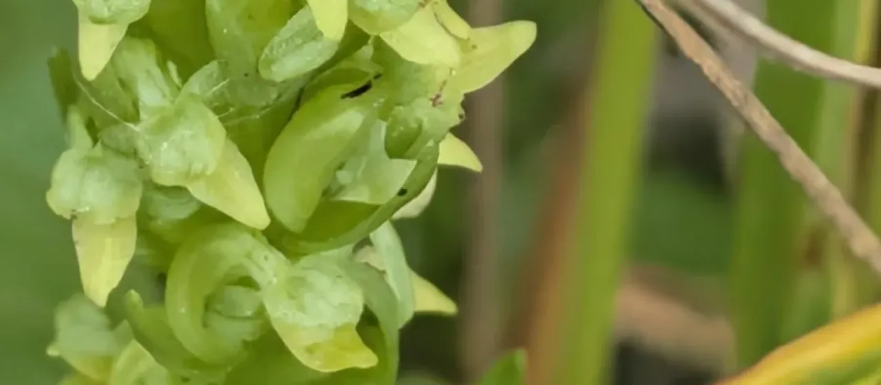 Northern green orchid
