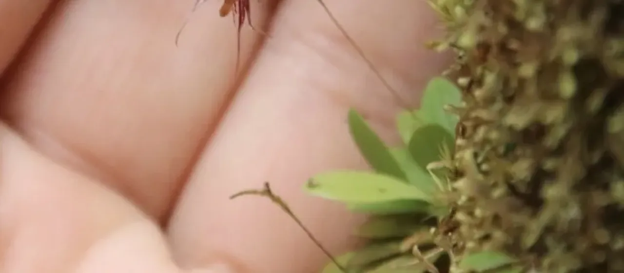 Specklinia aristata