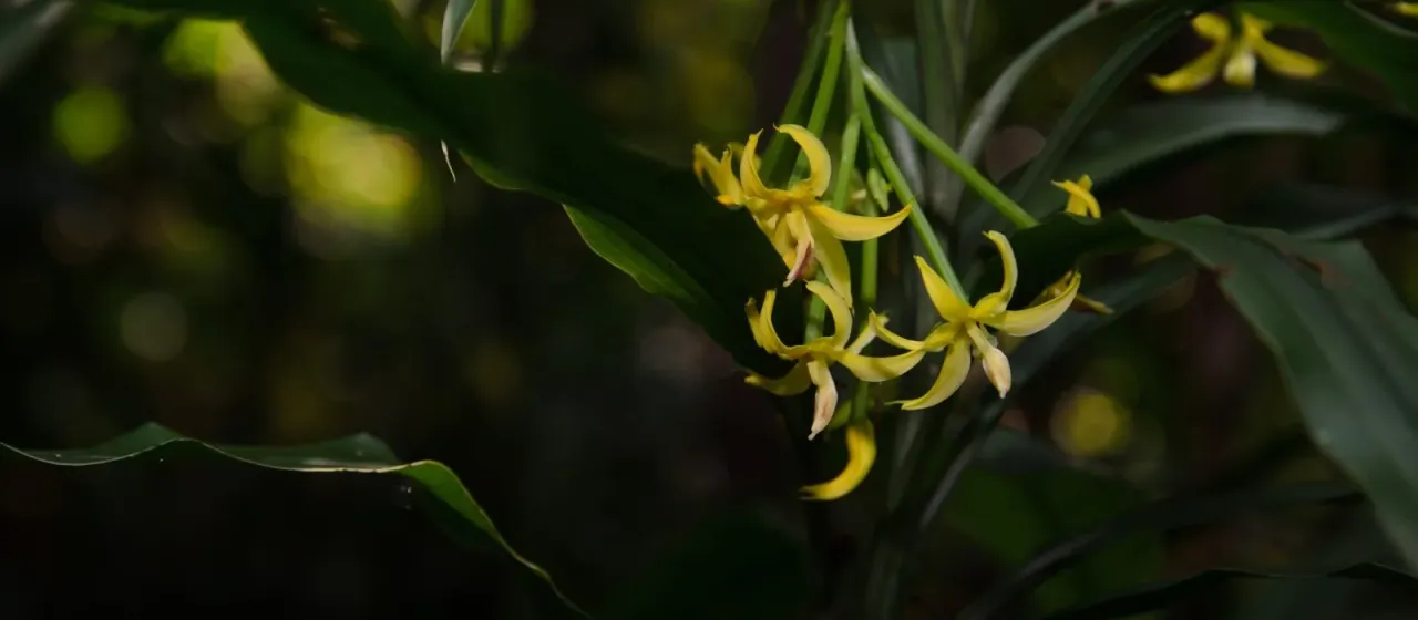 Apostasia odorata