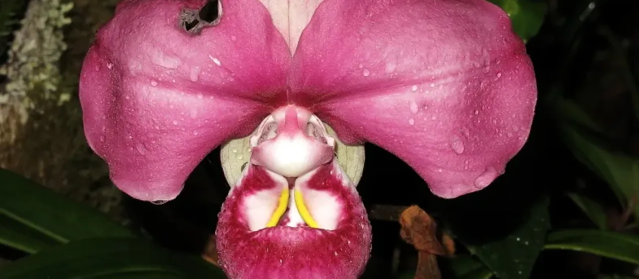 Phragmipedium kovachii