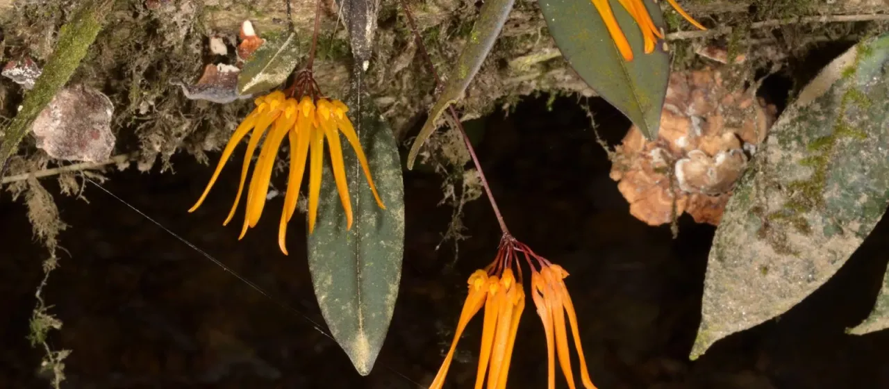 Bulbophyllum thaiorum