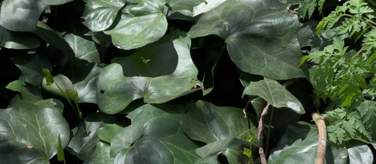 Algerian ivy