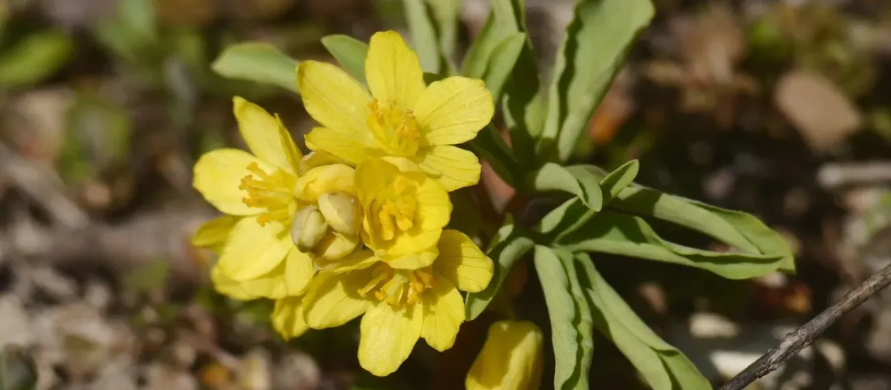 Gymnospermium odessanum