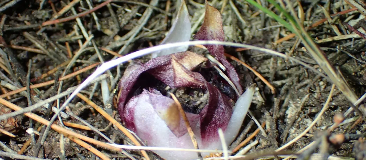 Western underground orchid
