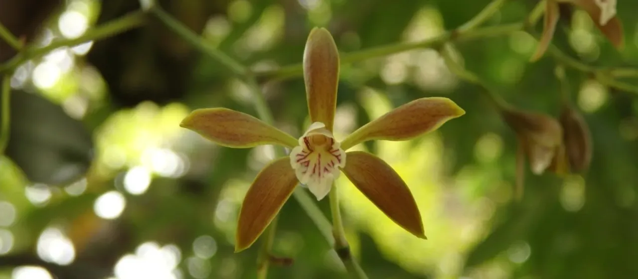 Encyclia candollei