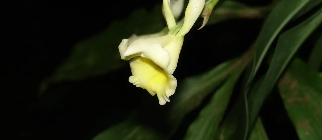 Stenotyla lendyana