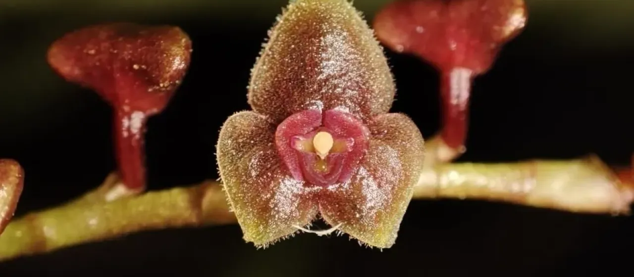 Stelis argentata