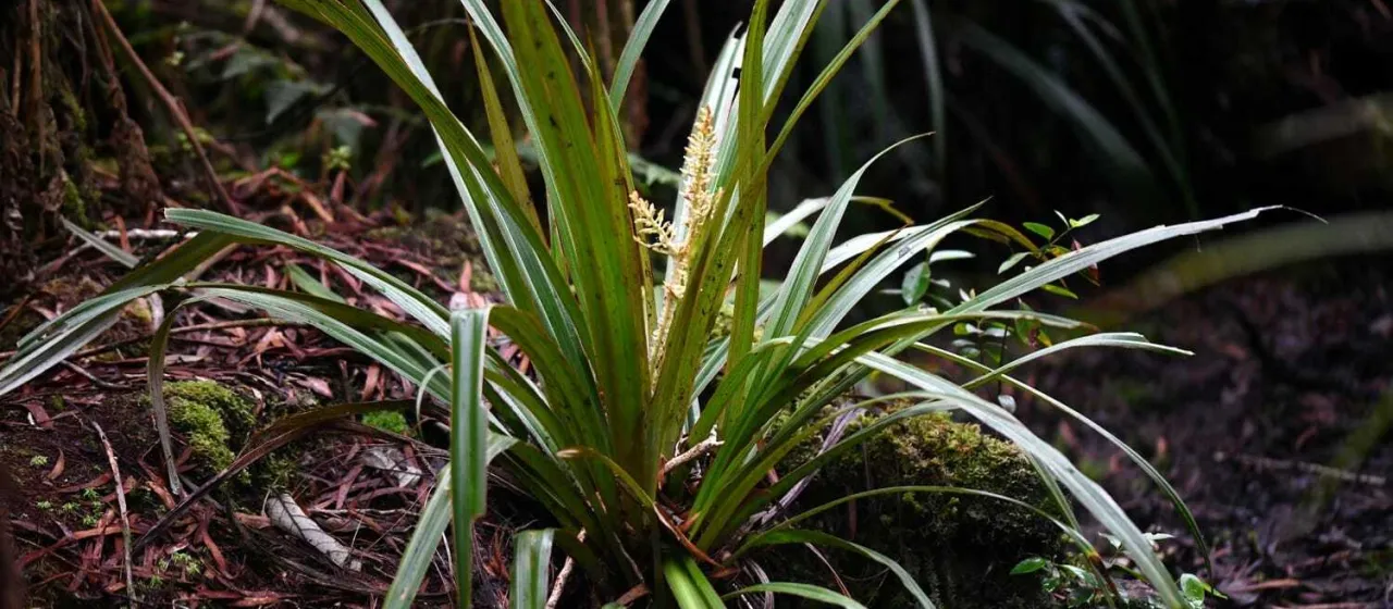 Astelia hemichrysa