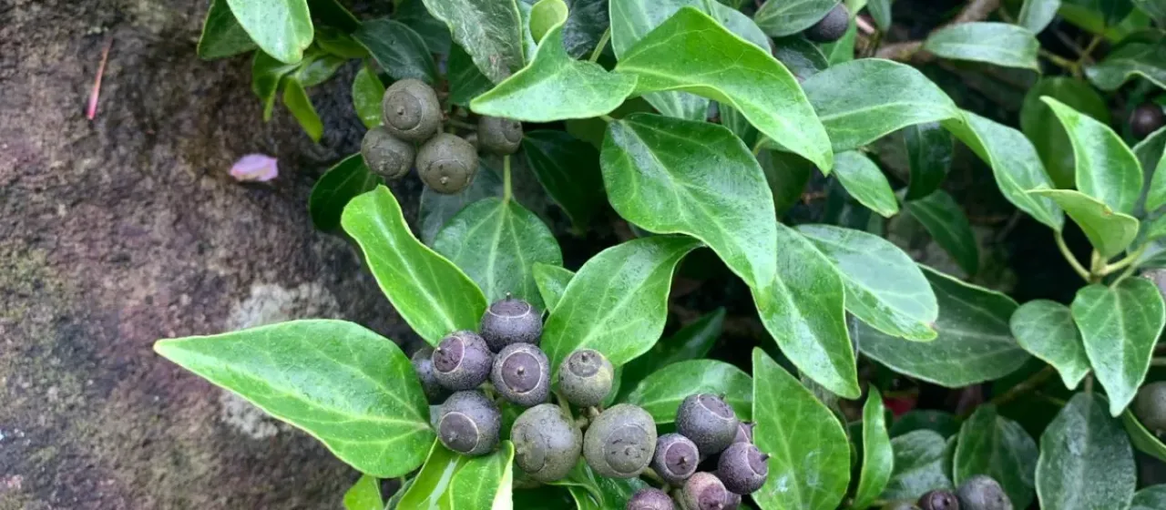 Japanese ivy