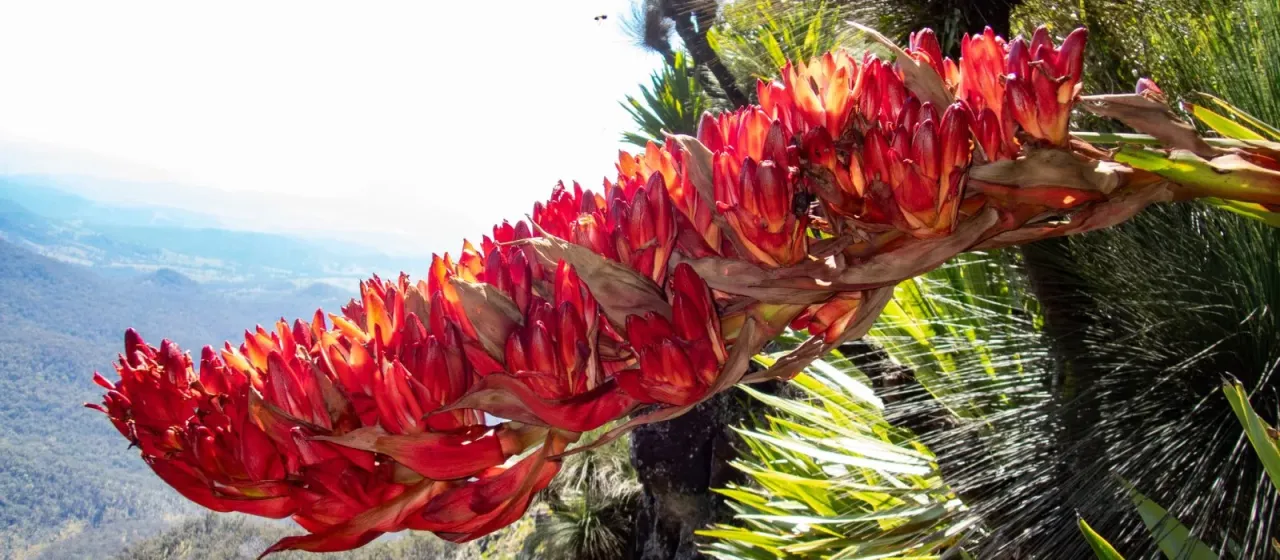Doryanthes palmeri