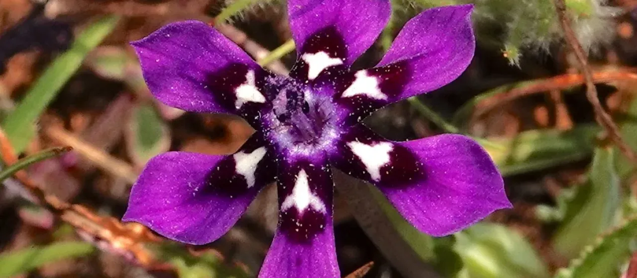 Lapeirousia oreogena