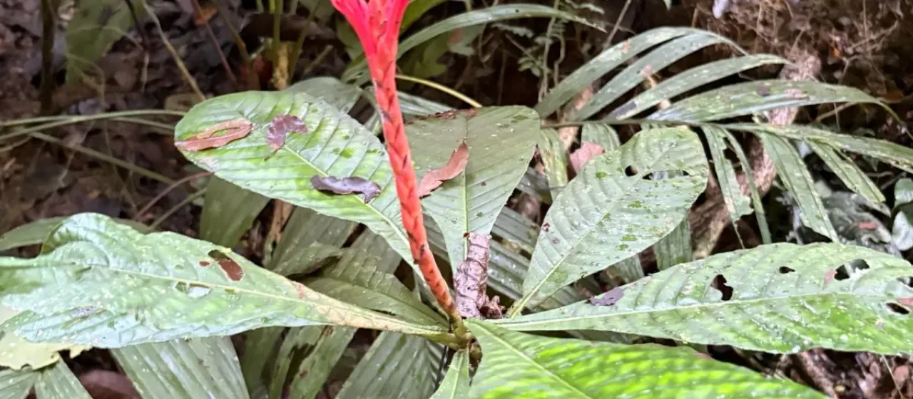 Aphelandra scabra