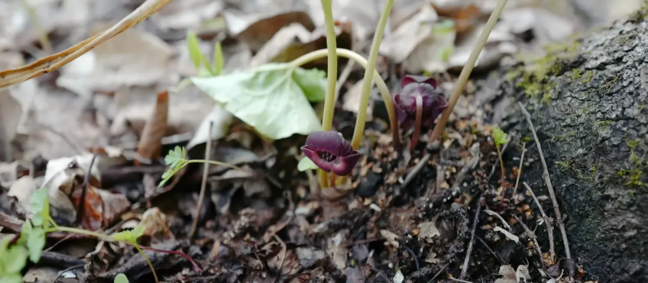 Asarum heterotropoides