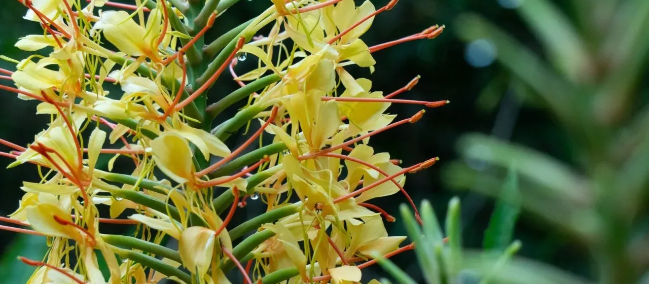 Hedychium gardnerianum