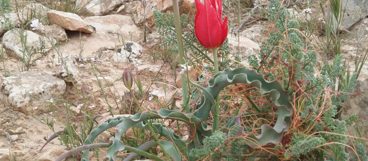 Tulip systola