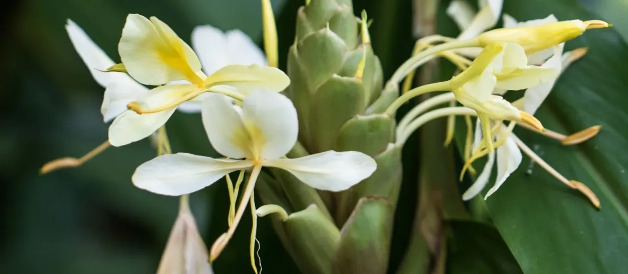 Hedychium
