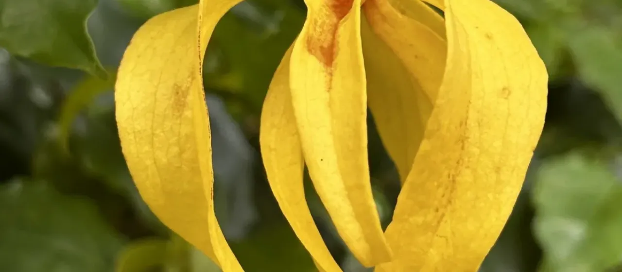 Desmos chinensis