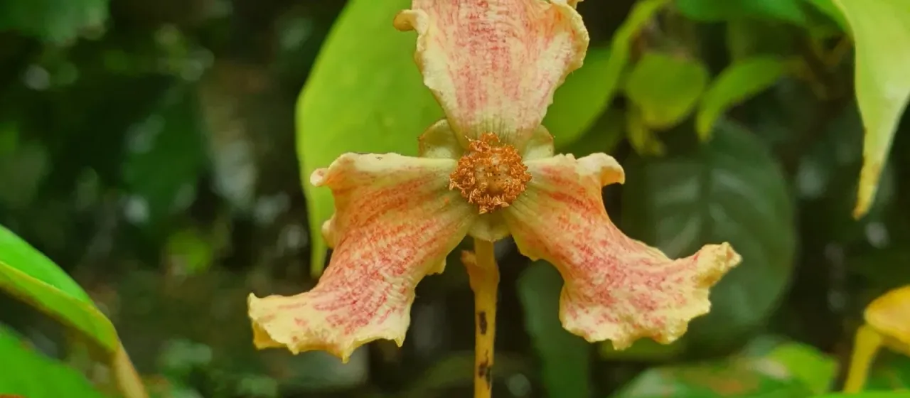 Mitrephora maingayi