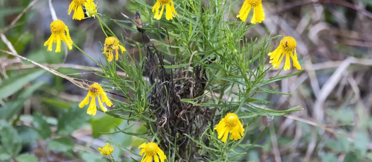 Bitter sneezeweed
