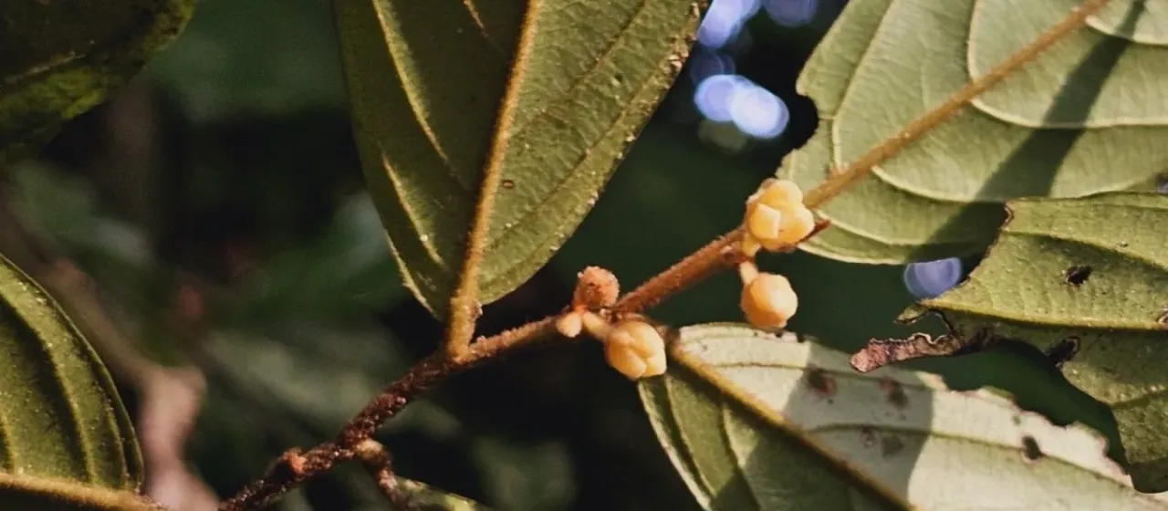 Popowia pisocarpa