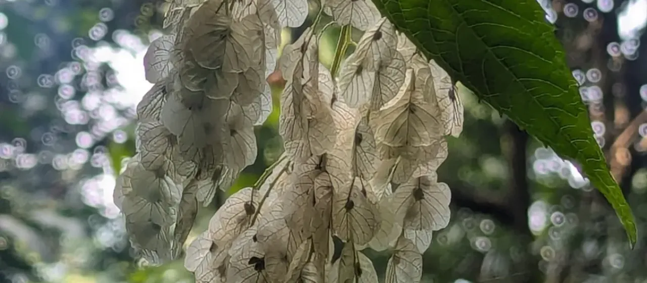 Dobinea vulgaris