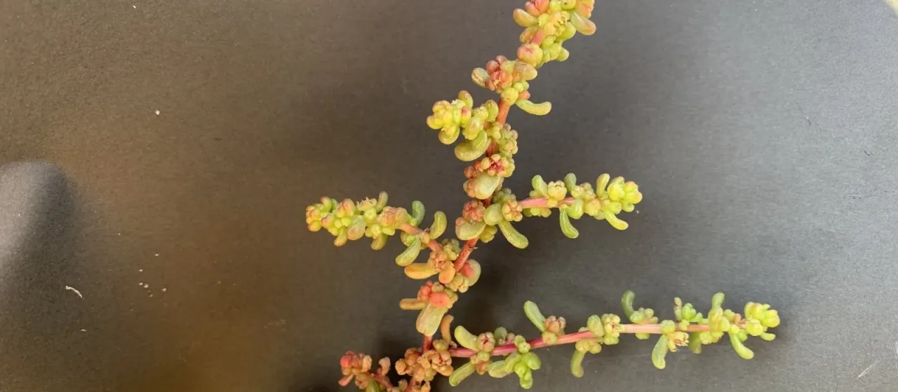 Suaeda aegyptiaca