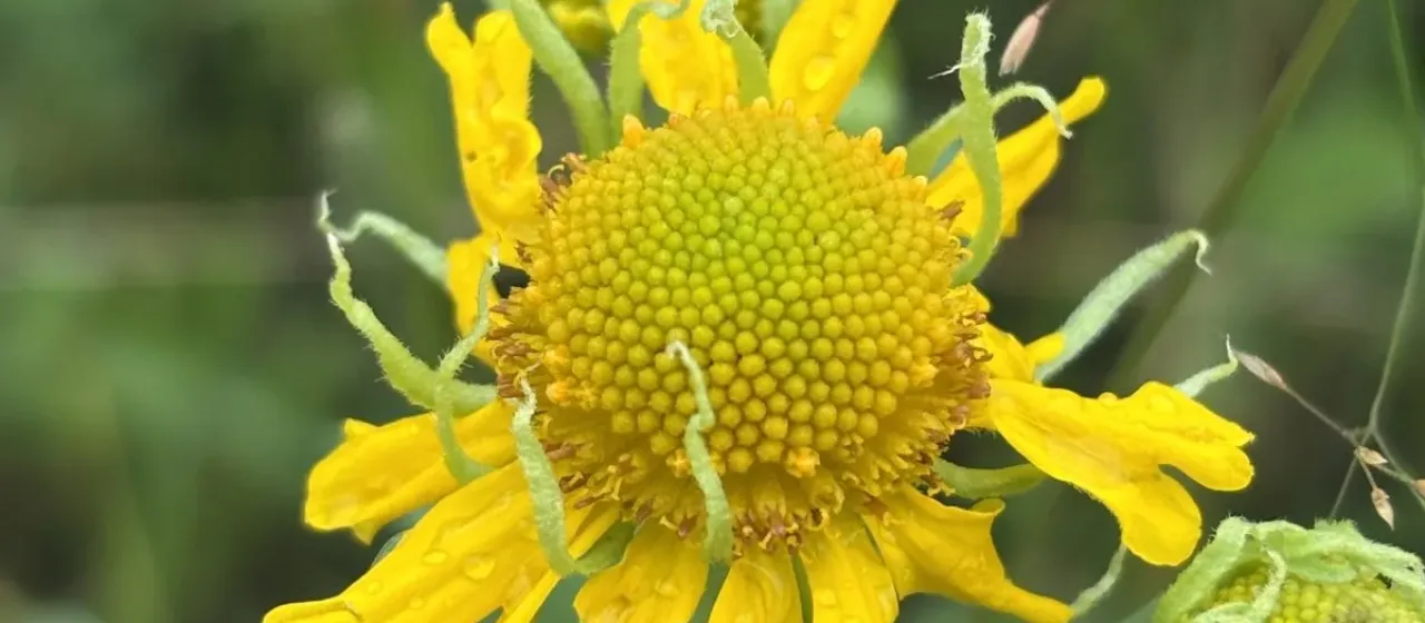 Common sneezeweed