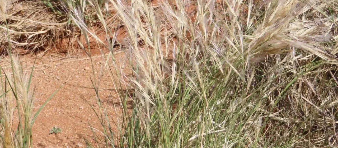Stipagrostis obtusa