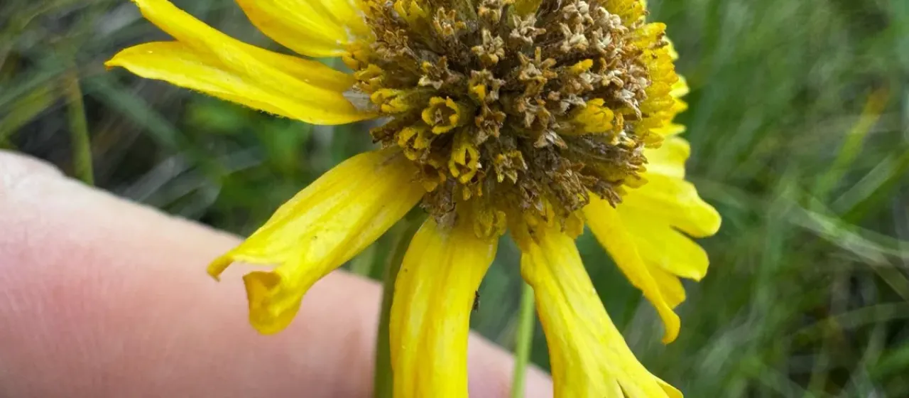 Bigelow's sneezeweed