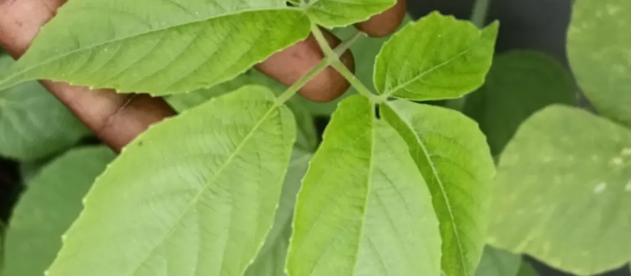 Cayratia pedata